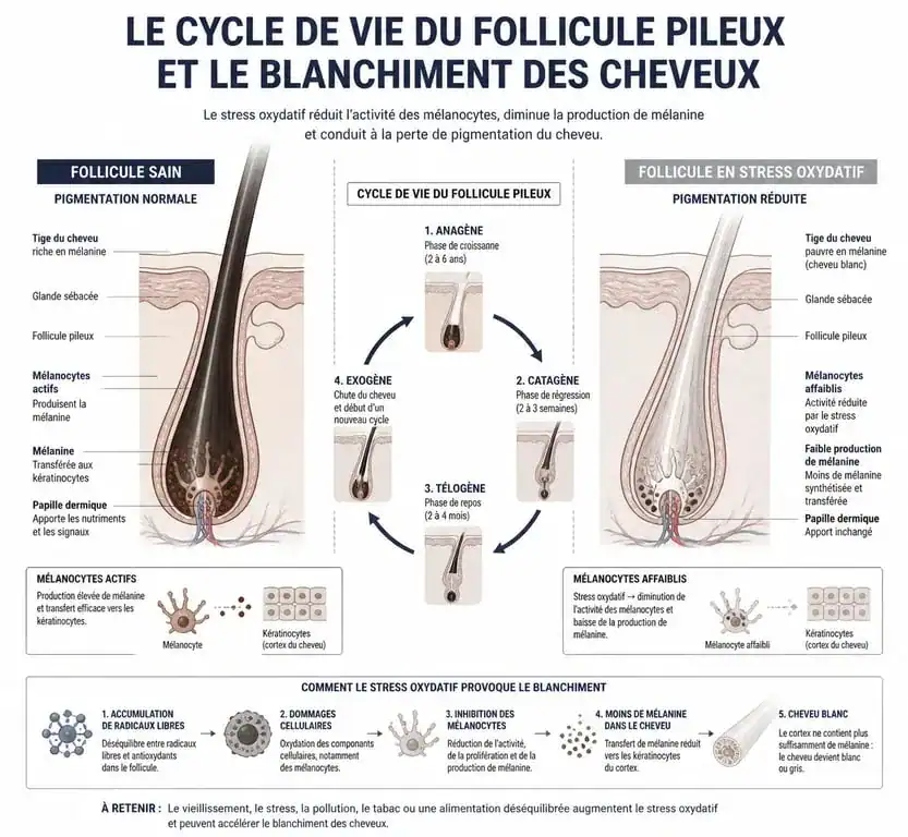 Schéma explicatif du mécanisme biologique de la canitie précoce et des cheveux blancs à 30 ans