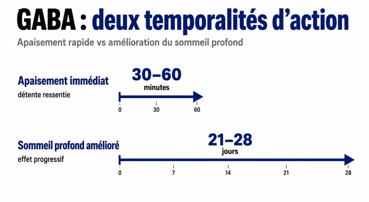 Infographie illustrant les délais d'action du GABA sur le stress et le sommeil