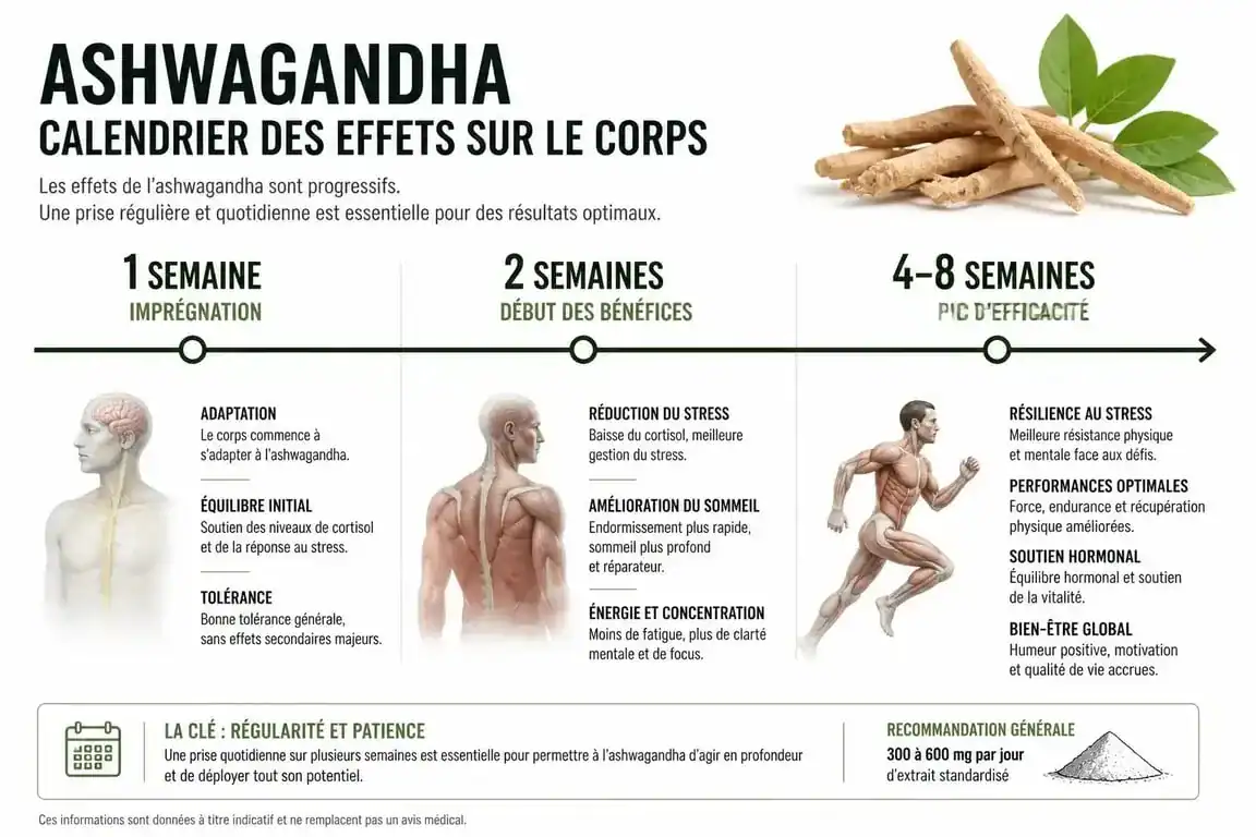 Infographie illustrant le calendrier des effets de l'ashwagandha au bout de combien de temps pour réduire le stress et améliorer le sommeil