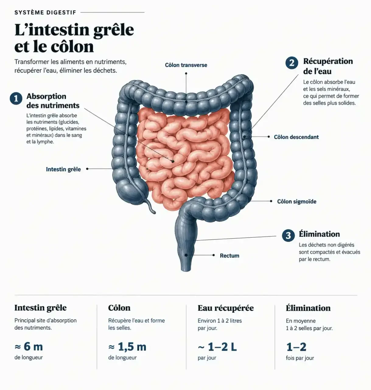 Schéma de l'intestin grêle et du côlon pour comprendre le nettoyage intestinal et le rôle de chaque segment